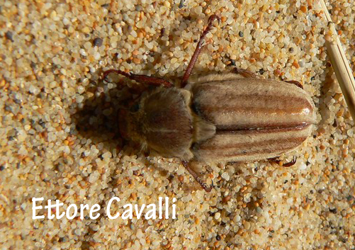 scarabeidi dalla Sardegna